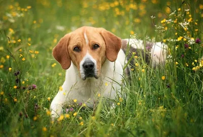 Найдена сука русской пегой гончей в Игнатково | Pet911.ru