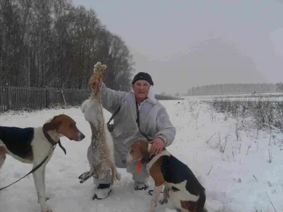 Щенок русской пегой гончей купить на Зозу.ру