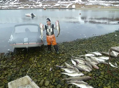 Большой лещ белого моря много рыб соленой воды в итальянском Restaur  Стоковое Фото - изображение насчитывающей рыболов, итальянско: 49511532