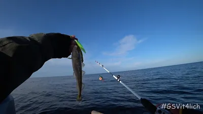 На раздольях наших северных морей - Спортивное рыболовство