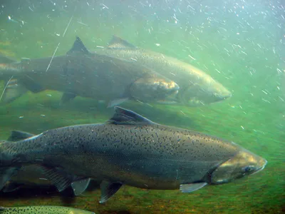 Рыбалка на белом море с берега и лодки на хищные и мирные породы рыб фото