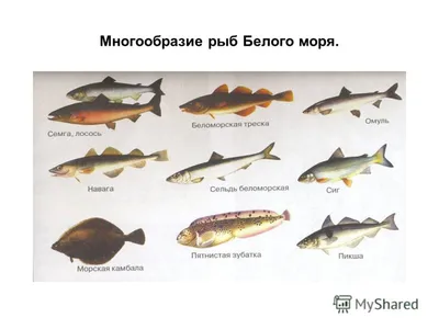 Необычные обитатели Белого моря. Разнообразие земной жизни - Океанариумы,  выставки, конференции, книги, интернет - Морской аквариум. Форумы  ReefCentral.ru