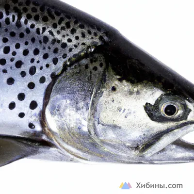 Учёные установят, чище ли рыба из Белого моря, чем из Баренцева