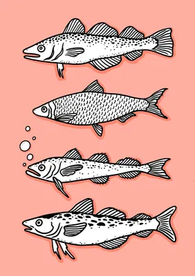 Белая рыба: виды и названия - Frost-Fish
