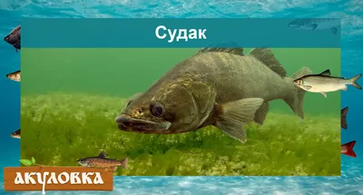 РЫБОХОЗЯЙСТВЕННАЯ ХАРАКТЕРИСТИКА ЩУКИ ESOX LUCIUS (L.) ТОПО-ПЯОЗЕРСКОГО  ВОДОХРАНИЛИЩА (ВОДОСБОР БЕЛОГО МОРЯ) ФГБОУ ВО \"АГТУ\" - Эдиторум - Editorum