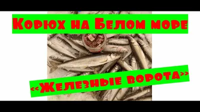 Комплект рыб белого моря, морской водоросли, Seashell Окунь, треска,  скумбрия, Flounder, Saira Иллюстрация вектора - иллюстрации насчитывающей  камбала, изолировано: 98509704