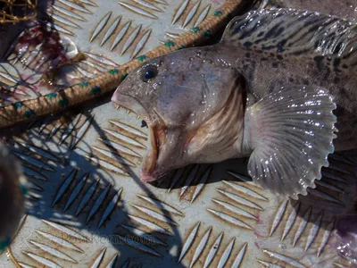 Рыба Навага - «Свежевыловленная навага - идеальная северная рыбка. Покажу  наш улов, пойманный в Белом море🌊 » | отзывы