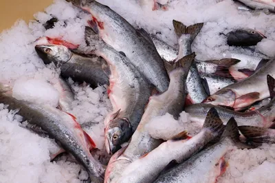 Вылов тихоокеанских лососей ограничили на Дальнем Востоке до конца года |  Ветеринария и жизнь