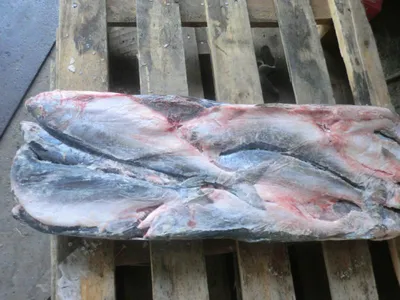 Рыба Дальнего Востока: виды, названия и фото. — Все новости на 123ru.net