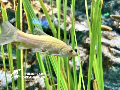 Три новых вида пресноводных рыб с Дальнего Востока - ФНЦ Биоразнообразия