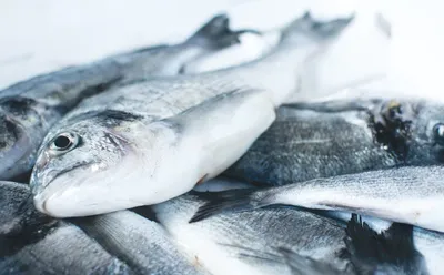 Купить рыба с дальнего востока Косино оптом и в розницу по низкой цене