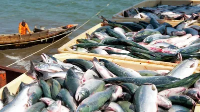 Морское изобилие: огромные косяки рыб выбрасываются на берега Дальнего  Востока - «Экология России»