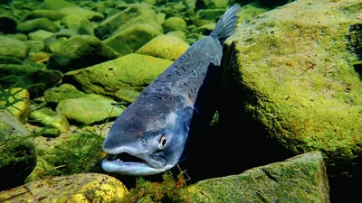 Поток рыбы с Дальнего Востока на запад России увеличился на 27% — Новости  Хабаровска