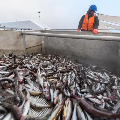 Дальний Восток лидирует по вылову рыбы в РФ