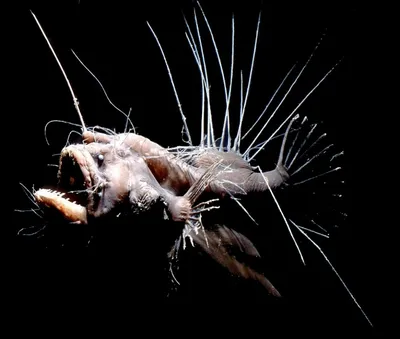 10 очень ядовитых рыб в мировом океане | Это-Интересно!!! | Дзен