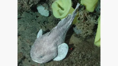 Новый вид рыб нашли на глубине 8,3 километра в водах Тихого океана -  Устинка Live