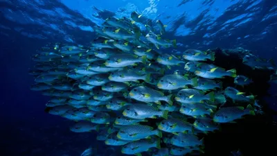 Оказывается, на дне океана тоже живут рыбы. Но они очень странные | РБК Life