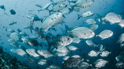 Рыбы моря, морепродукты океана, картина морских животных Иллюстрация  вектора - иллюстрации насчитывающей рыболовство, рыболов: 155176825