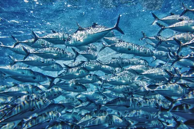 5 очень ядовитых рыб океана, от которых лучше держаться подальше | Больше,  чем училка | Дзен
