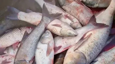 Туда, где нет рыбаков, приходят браконьеры | fishcom.online
