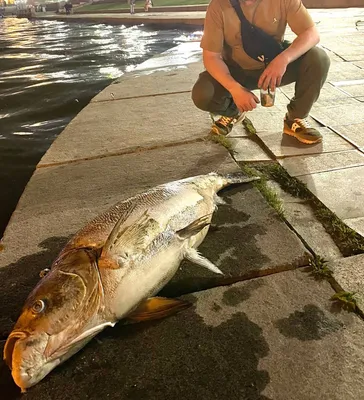 Моя рыбалка в Питере: долгая дорога к троллингу - Спортивное рыболовство