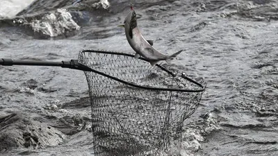 Рыбалка летом на реке: виды рыб и особенности речной рыбной ловли —  30.06.2022 — Статьи на РЕН ТВ