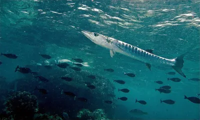 Барракуда (лат. Sphyraena barracuda), фотографии барракуды