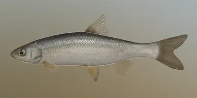 Елец - Рыбы - Русская Рыбалка 4