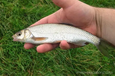 Елец (Leuciscus leuciscus) | FishingBY.com