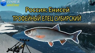 Рыбы наших вод - Сибирский елец Leuciscus leuciscus... | Facebook