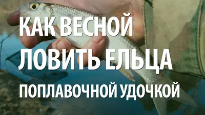 Елец (Leuciscus leuciscus) | FishingBY.com