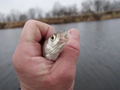 Рыбалка на Алтае 2024–2025: лучшие места, где можно ловить рыбу