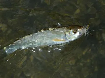Рыба налим: что за рыба, где обитает, виды и описание - Frost-Fish