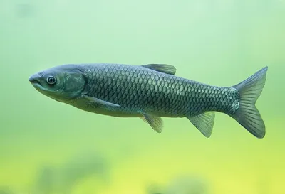 пресноводная речная рыба под водой в аквариуме Стоковое Фото - изображение  насчитывающей елец, аквариум: 215899180