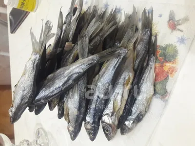 Каталог рыб - РУП «Институт рыбного хозяйства»