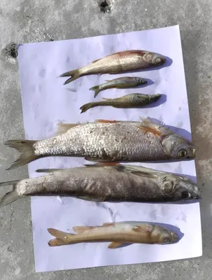 В Волгограде в Волге обнаружили редкий экземпляр рыбы налим | Волгоградская  Правда