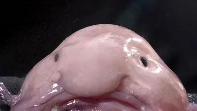 Рыба-капля (Blobfish) - Govzalla.com