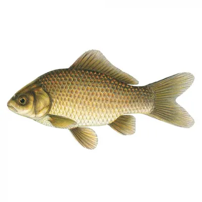Золотой карась — Правдинское рыбоводное хозяйство