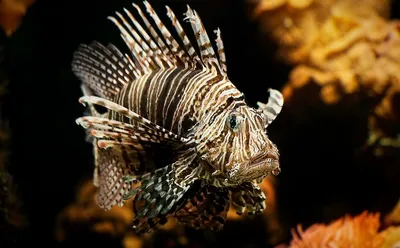 Ядовитые рыбы : Крылатка : Pterois volitans : Карибское Море : Фото :  Aquafanat: аквариум и аквариумистика, форум аквариумистов и аквариумные  рыбки