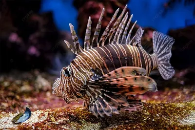 Рыба крылатка zebra pterois volitans | Премиум Фото