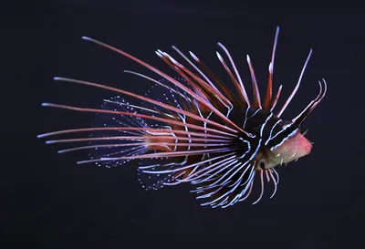 красная крылатка Pterois Volitans ядовитая рыба кораллового рифа под водой  красная крылатка Pterois Volitans рыба под водой Фото Фон И картинка для  бесплатной загрузки - Pngtree