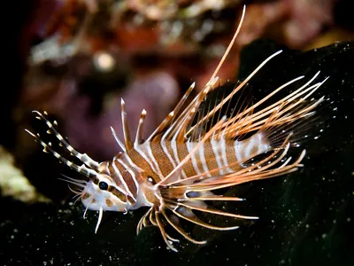 Род Pterois крылатка-зебры стоковое фото. изображение насчитывающей рыбы -  78042370