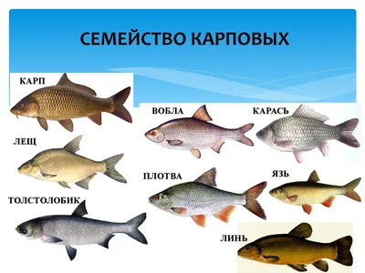 Купить леща охлажденного в интернет магазине с доставкой на дом