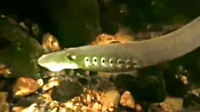 Рыба-вампир\": на пляже в Нидерландах нашли жуткое существо – фото