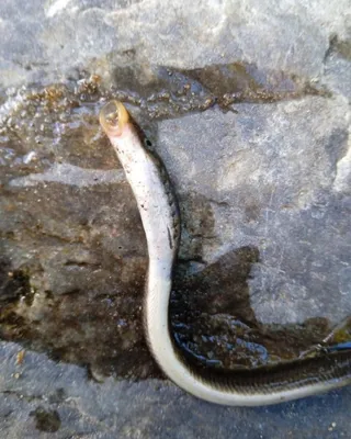 Чудище, похожее на змею: в алтайской реке поймали древнюю рыбу - KP.RU