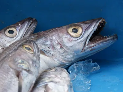 Фото рыбы минтай с головой фото