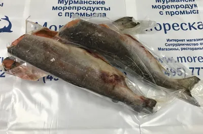 Белая рыба свежемороженая купить с доставкой на дом по Москве и Области в  интернет-магазине Hot-Fish.ru