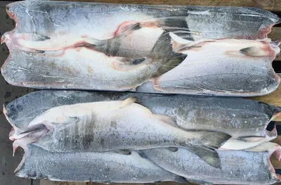 Три вида рыб, которые всегда продаются без головы