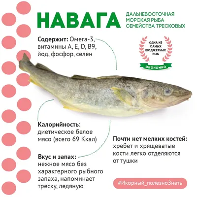 навага — Викисловарь