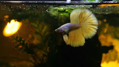 Петушок Халф Мун (Betta splendens Over Halfmoon) | Интернет магазин ГиперЗоо